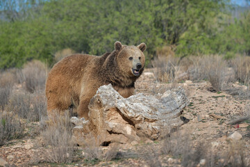 massive impressive formidable brown bear in an open meadow