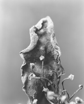 kapok