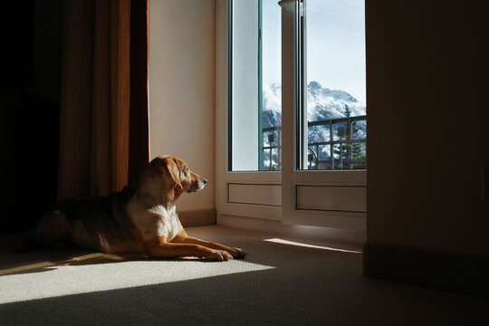 Dog lies by an open door and enjoys the panorama