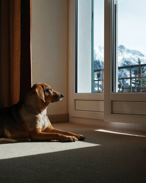 Dog relaxes on moquette and looks at the view out of balcony