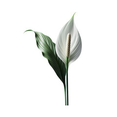 Obraz premium Peace lily flower plant care tips and benefits indoor houseplant white bloom on transparent background