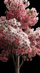 A blossoming tree with pink and white flowers against a black background