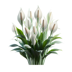 Obraz premium Beautiful peace lily plant care and benefits for indoor air purification guide on transparent background