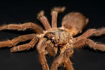 Asian Fawn tarantula (Chilobrachys huahini), Close-up brown tarantula on black background