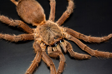 Asian Fawn tarantula (Chilobrachys huahini), Close-up brown tarantula on black background