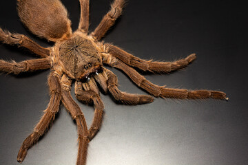 Asian Fawn tarantula (Chilobrachys huahini), Close-up brown tarantula on black background