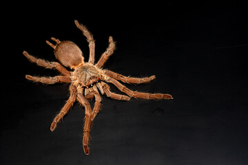 Asian Fawn tarantula (Chilobrachys huahini), Close-up brown tarantula on black background