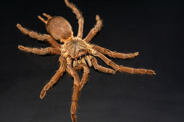 Asian Fawn tarantula (Chilobrachys huahini), Close-up brown tarantula on black background