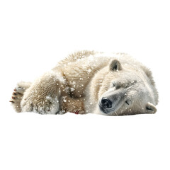 Fototapeta premium A polar bear sleeping peacefully in the snow with a black background and some snow falling on it