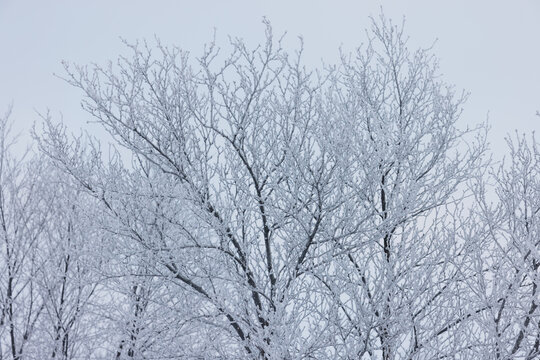 Frost-Covered Tree Branches Against a Winter Sky