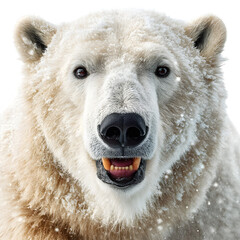 A close up shot of a polar bear with its mouth open showing its teeth on a black background