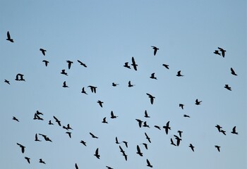 Birds flying in blue sky. Selective focus.