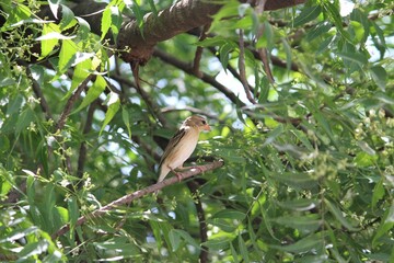 Baya weaver sitting on branch. Bird background.