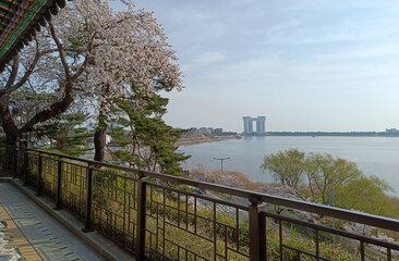 Korea, cherry blossom alley in spring
