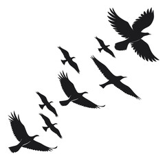 Naklejka premium birds in flight