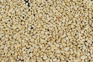 Close up of coffee beans drying in the sun          