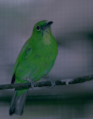 The greater leaf bird in the cage 