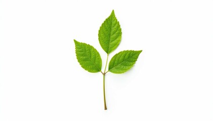 Fototapeta premium Single sapling against pure white backdrop, showcasing detail of leaves and stem , design element, bright, flora