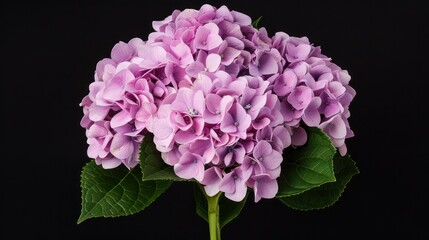 Obraz premium Beautiful vibrant pink hydrangea flower with lush green leaves against a black background showcasing detailed petals and natural beauty