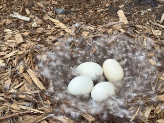 Nest with down and large white eggs of Canada goose, Branta canadensis
