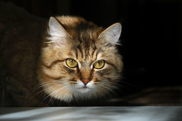 Close-up portrait of cute, furry cat, black background. Portrait of tabby cat, intensive staring in the night. Looking up. copy space. Beige gray colors. High contrast light, spot light