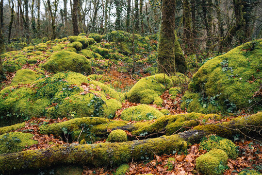 Moss-covered rocks and fallen leaves in a dense forest