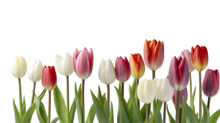 tulips transparent background png