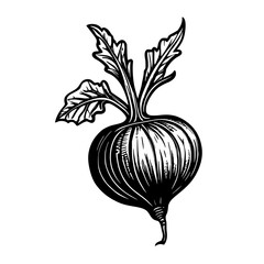 illustration of a beetroot on the black background