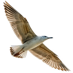 seagull isolated on white