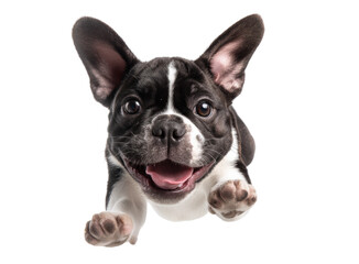 Fototapeta premium Playful french bulldog puppy leaping forward with joyful expression, cut out