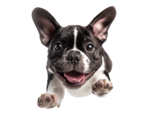 Playful french bulldog puppy leaping forward with joyful expression, cut out