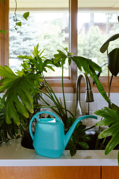 Watering Plants in Kitchen Sink