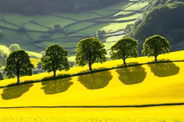 Gordijnen landscape with tree shadows stretching across warm field © Aneesa