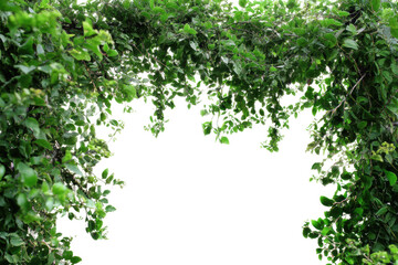 Lush green leafy archway with vibrant foliage framing black background, cut out