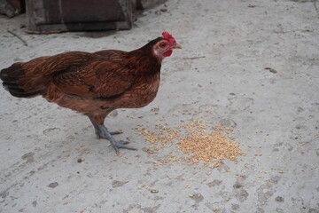 Bangladeshi young yellow hen looking at the camera.