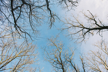 Bare winter tree texture against blue sky on film