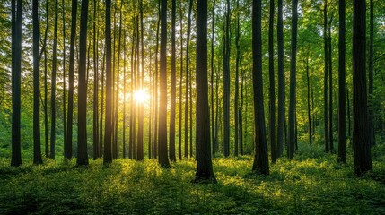 Fototapeta premium Sunlight streams through forest canopy