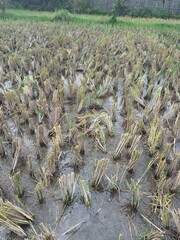 May 02, 2025 Yogyakarta City, Indonesia. Rice straw is cut after the harvest of rice grains. This...