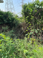 beautiful view of the forest