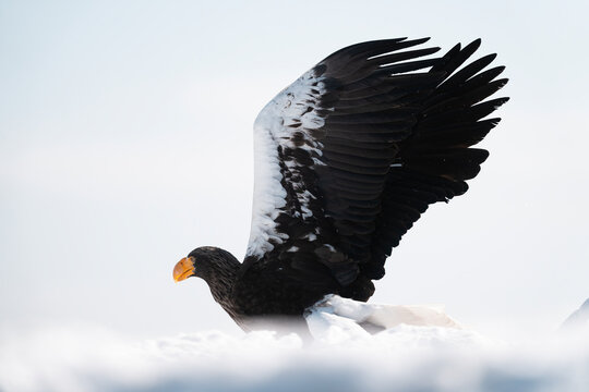 Steller's Sea Eagle Landing On The Snow  