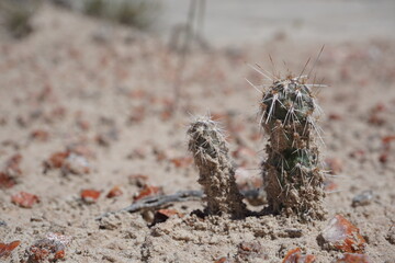 Close up of small cacti