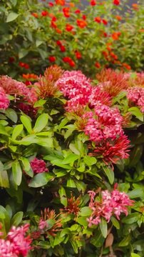 Close-up view of vibrant pink Ixora flowers in bloom with lush green foliage. Pink Ixora flowers on a plant in a beautiful tropical garden.