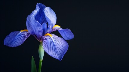 Close-up of a vibrant blue purple iris flower with detailed petals and green stem against dark background, showcasing natural beauty and intricate floral details