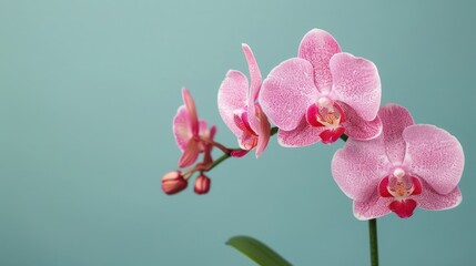 Close-up of delicate pink orchid flower with blooming buds on a slender stem against soft teal background for floral decoration and botanical appreciation