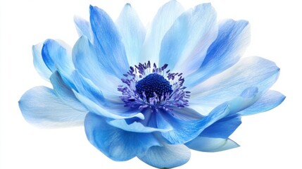 Fototapeta premium A close-up of a blue flower with intricate details.
