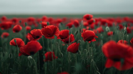 Obraz premium Vibrant Red Poppy Flowers Blooming in a Wide Field Under a Soft Overcast Sky Du Sp or Summer Days for Nature, Gardening, and Floral Photography