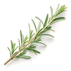 Fototapeta premium rosemary on white background