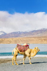 Camels at Baisha Lake in Pamir Plateau, Xinjiang, China