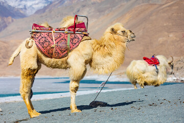 Yaks and camels at Baisha Lake in the Pamirs, Xinjiang, China