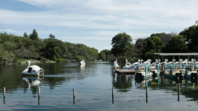 Tokyo Scene : Pier Dock and Many Leisure Paddle Boats in a City Park's Pond Surrounded by Nature | Inokashira Park, Kichijoji, Tokyo, Japan